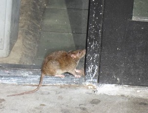  Rat at restaurant door