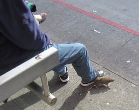  Rat at bus stop